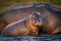 046 Botswana, Chobe NP, nijlpaard